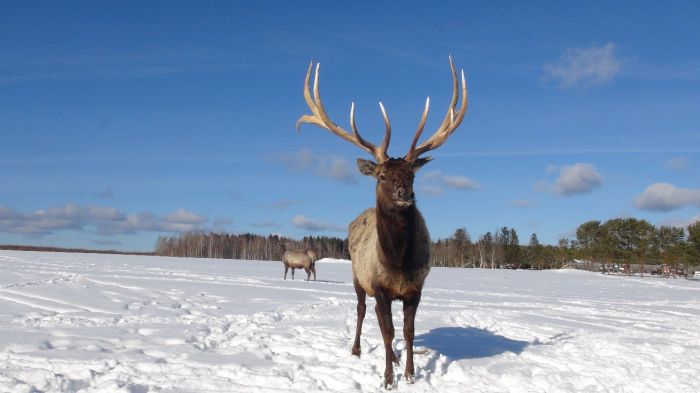Висимская зооферма