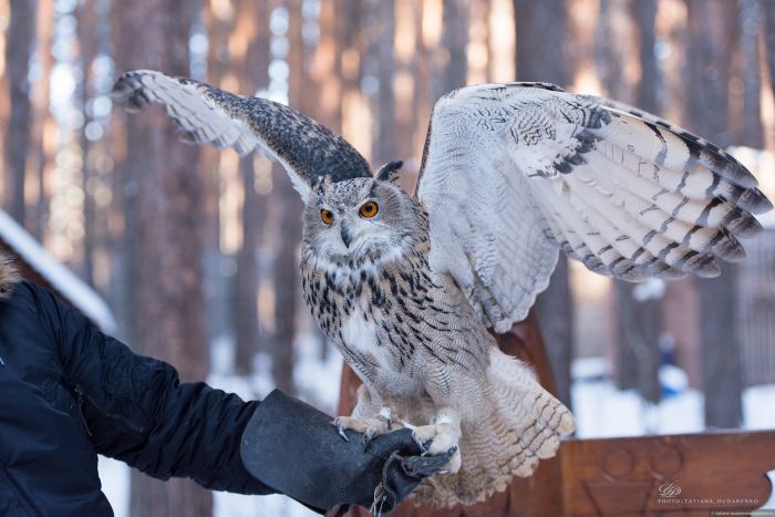 Центр реабилитации хищных птиц "Холзан"