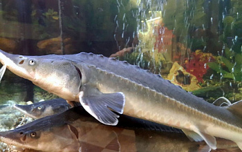 "Tirik bakir" baliq fermasi