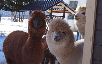 Alpaka fermasi