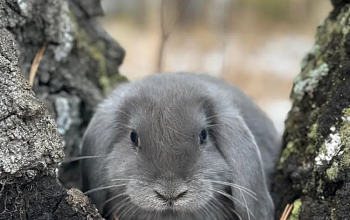 Кролоферма "Братец кролик"