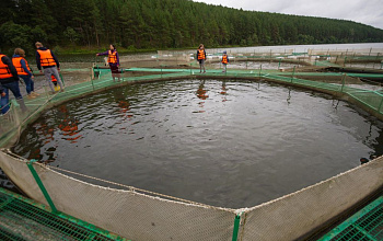 Форелевое хозяйство «Фермерская форель»